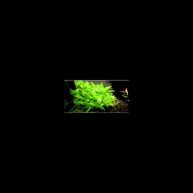 Bacopa monnieri – 5 Stems ~10cm - Nano Tanks Australia