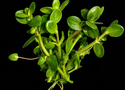 Bacopa salzmannii 'Purple' – 5 Stems ~10cm - Nano Tanks Australia