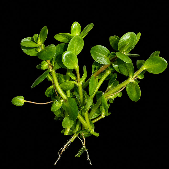 Bacopa salzmannii 'Purple' – 5 Stems ~10cm - Nano Tanks Australia