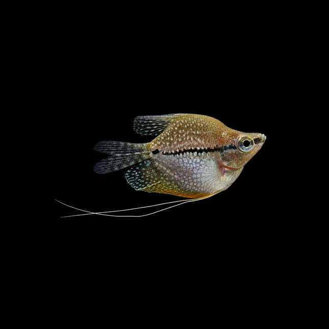 Balloon Pearl Gourami 4-5cm - Nano Tanks Australia