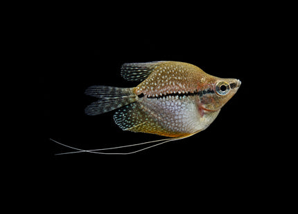 Balloon Pearl Gourami 4-5cm