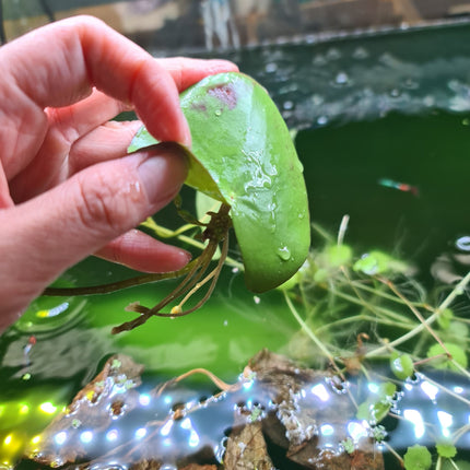 Banana Lily (Nymphoides aquatica) bare root - Nano Tanks Australia Aquarium Shop