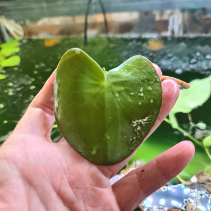 Banana Lily (Nymphoides aquatica) bare root - Nano Tanks Australia Aquarium Shop