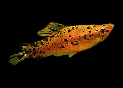 Berlin Swordtail 3-6cm - Nano Tanks Australia