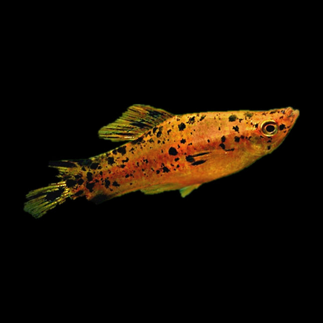Berlin Swordtail 3-6cm - Nano Tanks Australia