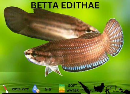 Betta Edithae 5cm - Nano Tanks Australia Aquarium Shop