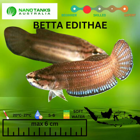 Betta Edithae 5cm - Nano Tanks Australia Aquarium Shop