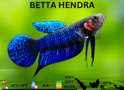 Betta Hendra Pairs Available - Nano Tanks Australia Aquarium Shop