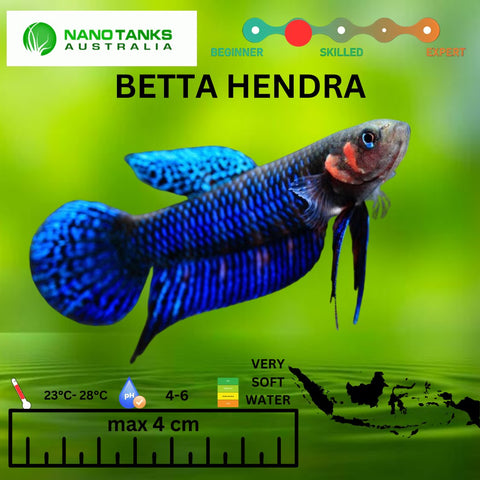 Betta Hendra Pairs Available - Nano Tanks Australia Aquarium Shop