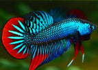 Male