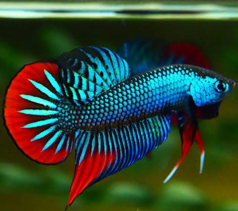 Betta Imbellis 3 - 4cm - Nano Tanks Australia Aquarium Shop