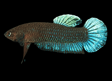 Betta Persephone (Available in pairs) - Nano Tanks Australia