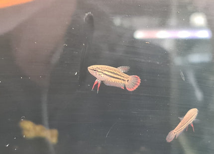 Betta spp. - Nano Tanks Australia Aquarium Shop