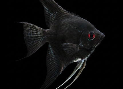 Black Angelfish 3-4cm - Nano Tanks Australia
