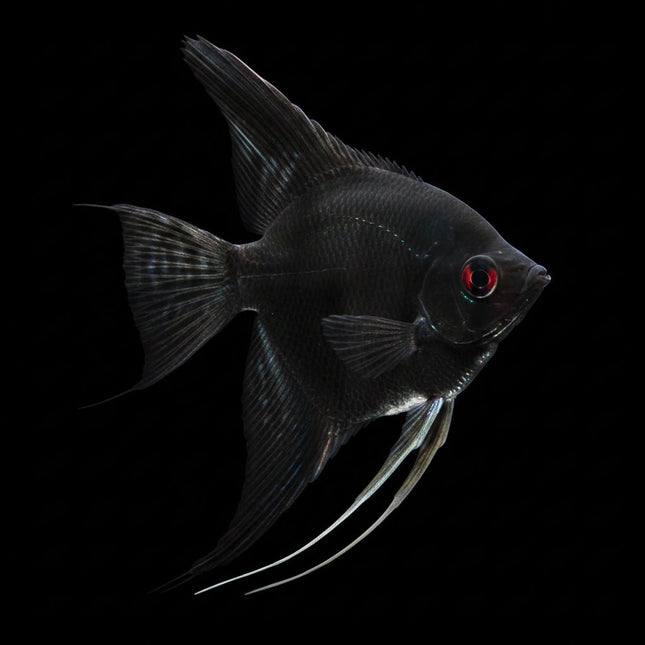 Black Angelfish 3-4cm - Nano Tanks Australia