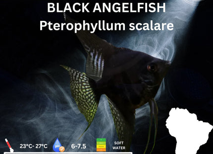 Black Angelfish 3.5cm - Nano Tanks Australia Aquarium Shop