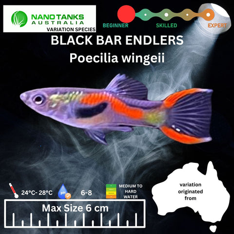 Black Bar Endlers Price per fish - Nano Tanks Australia Aquarium Shop