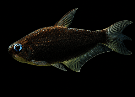 Black Emperor Tetra 3-5cm - Nano Tanks Australia