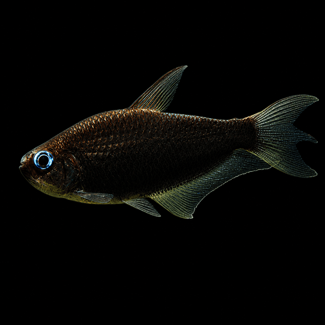 Black Emperor Tetra 3-5cm - Nano Tanks Australia
