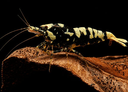Black Galaxy Tiger Shrimp 1-3cm - Nano Tanks Australia