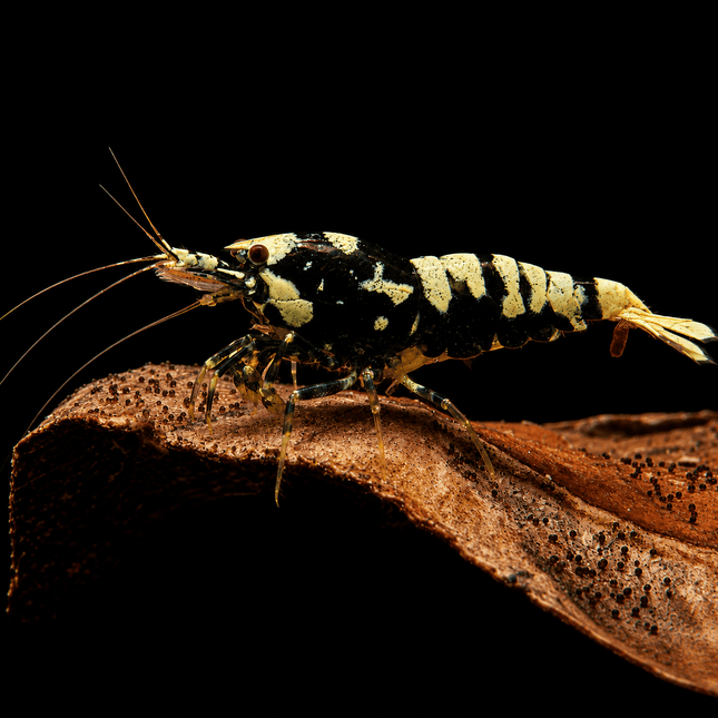 Black Galaxy Tiger Shrimp 1-3cm - Nano Tanks Australia