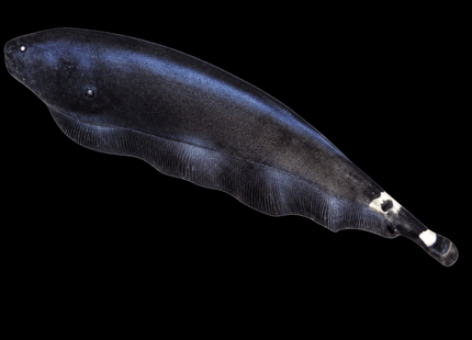 Black Ghost Knifefish (Apteronotus albifrons) 9cm - Nano Tanks Australia