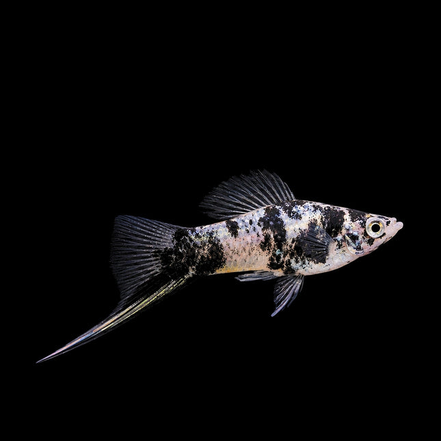 Black Marble Swordtail 3-6cm - Nano Tanks Australia