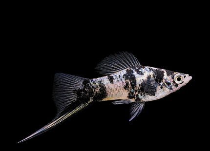 Black Marble Swordtail (Xiphophorus hellerii)