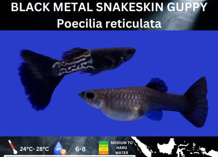 Black Metal Snakeskin Guppy (Sold as pairs) - Nano Tanks Australia Aquarium Shop