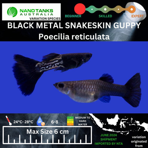 Black Metal Snakeskin Guppy (Sold as pairs) - Nano Tanks Australia Aquarium Shop