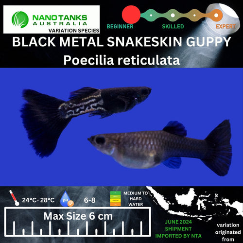 Black Metal Snakeskin Guppy (Sold as pairs)