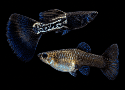 Black Metal Snakeskin Guppy **THIS IS FOR FISH BORN ON JANUARY 2026** - Nano Tanks Australia
