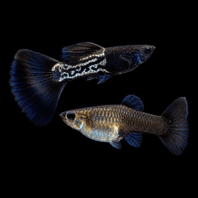 Black Metal Snakeskin Guppy **THIS IS FOR FISH BORN ON JANUARY 2026** - Nano Tanks Australia