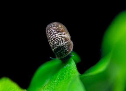 Black Ramshorn Snail - Nano Tanks Australia