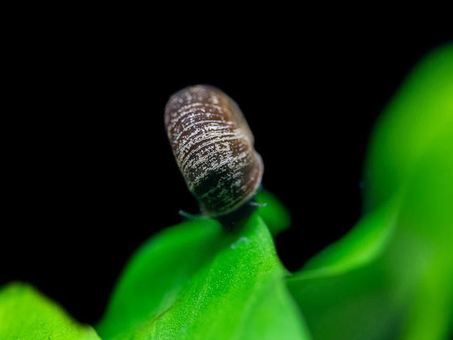 Black Ramshorn Snail - Nano Tanks Australia