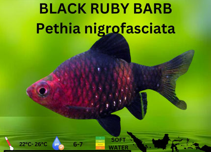 Black Ruby Barb Pethia nigrofasciata 3cm - Nano Tanks Australia Aquarium Shop