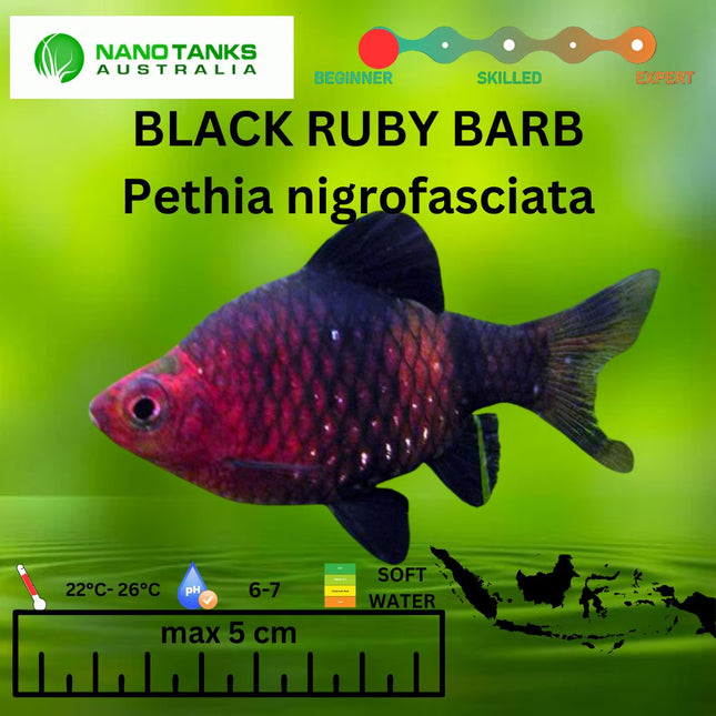 Black Ruby Barb Pethia nigrofasciata 3cm - Nano Tanks Australia Aquarium Shop