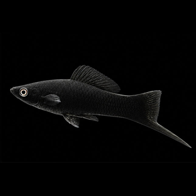 Black Swordtail 3-6cm - Nano Tanks Australia