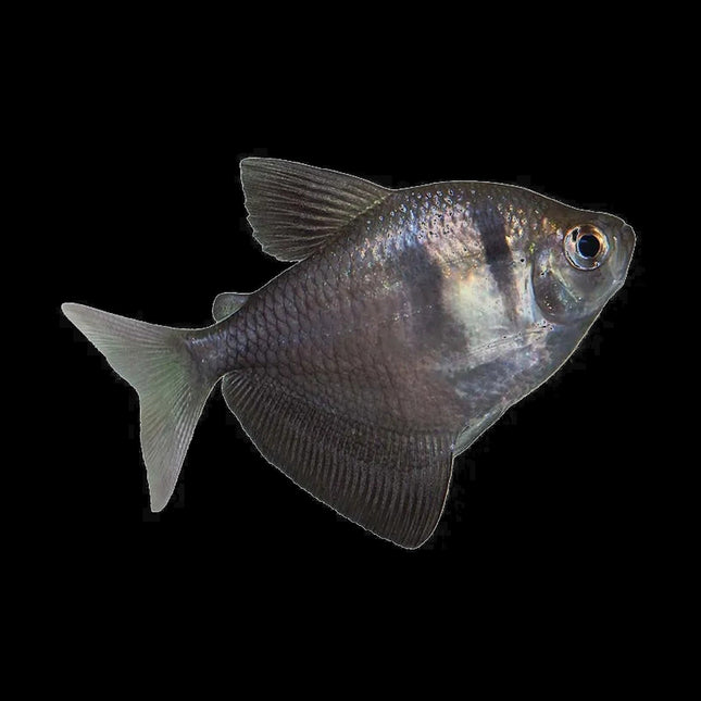 Black Widow Tetra 2–4cm - Nano Tanks Australia