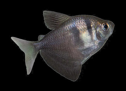 Black Widow Tetra 2–4cm