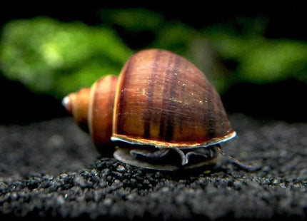 Black/Brown Black Foot Mystery Snail - Nano Tanks Australia