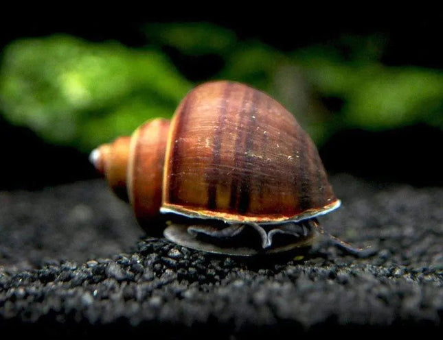 Black/Brown Black Foot Mystery Snail - Nano Tanks Australia