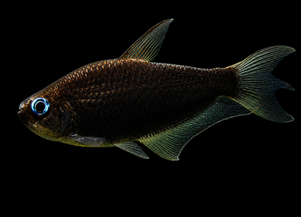 Black Emperor Tetra 3-5cm