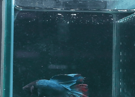 Blue and Red Long-Finned Betta - Nano Tanks Australia