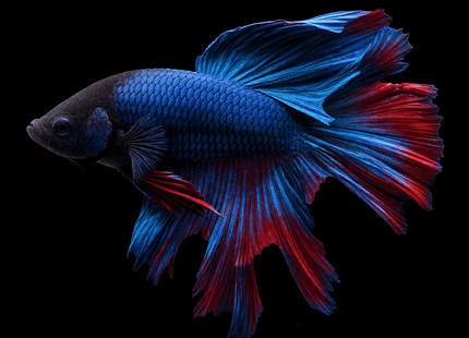 Blue and Red Long-Finned Betta - Nano Tanks Australia