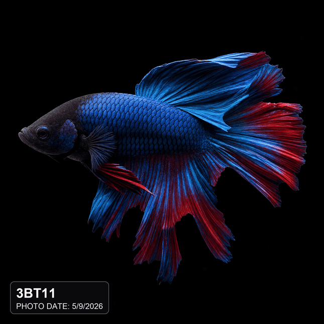 Blue and Red Long-Finned Betta - Nano Tanks Australia