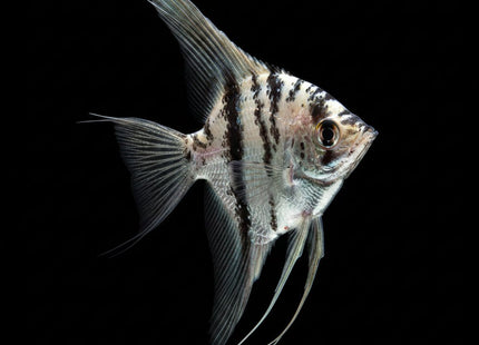 Blue Clown Pinoy Angelfish 3.5cm - Nano Tanks Australia