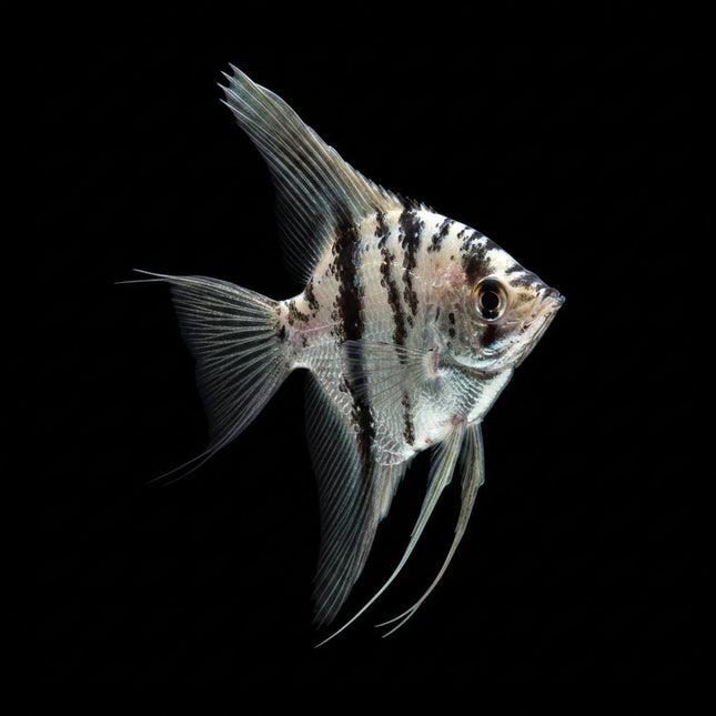 Blue Clown Pinoy Angelfish 3.5cm - Nano Tanks Australia