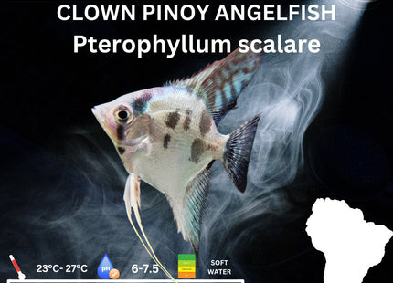 Blue Clown Pinoy Angelfish 3.5cm - Nano Tanks Australia Aquarium Shop