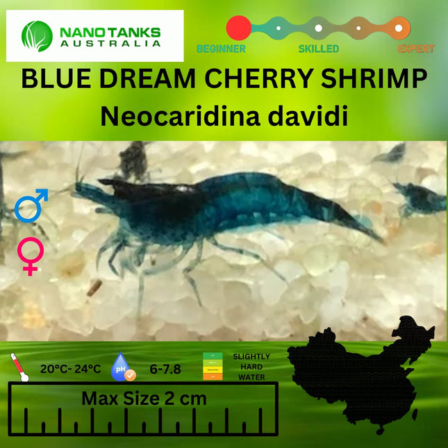 Blue Dream Cherry Shrimp - Nano Tanks Australia Aquarium Shop